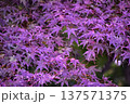 幻想的な色合いに変化した紅葉の重なり 137571375