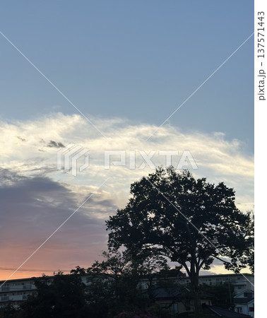 大きな木と夕焼け空 大きな木と夕焼け空 137571443