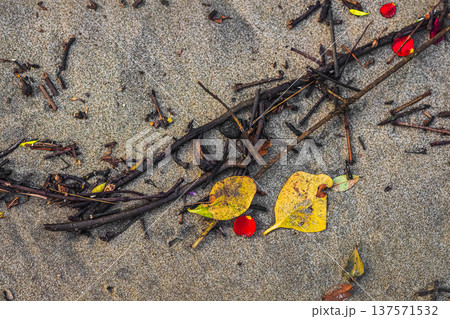 Dry fallen leaves and twigs from the trees lie on sandy soil. Natural background. Dry fallen leaves and twigs from the trees lie on sandy soil. Natural background. 137571532