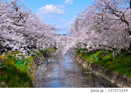 桜景 岩倉五条川 桜景 岩倉五条川 137571554