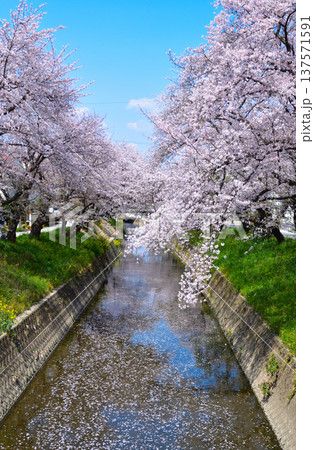 桜景　岩倉五条川 137571591