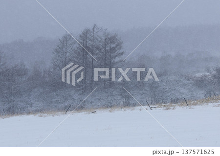 風雪に覆われた牧草地と林縁のカラマツ 風雪に覆われた牧草地と林縁のカラマツ 137571625