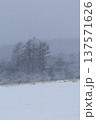 風雪に覆われた牧草地と林縁のカラマツ 137571626