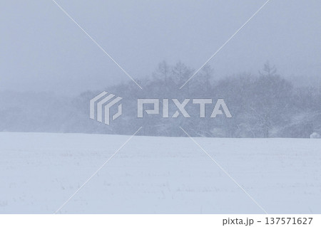 風雪に覆われた牧草地と林縁の樹木 風雪に覆われた牧草地と林縁の樹木 137571627