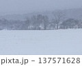 風雪に覆われた牧草地と林縁の樹木 137571628