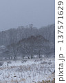 雪の降り頻る高原のミズナラ林と草原 137571629