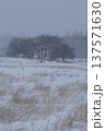 激しい降雪に見舞われた高原の冬枯れた草地 137571630