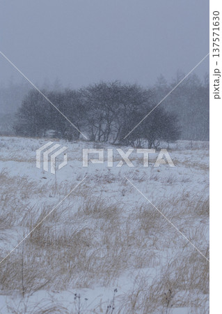 激しい降雪に見舞われた高原の冬枯れた草地 激しい降雪に見舞われた高原の冬枯れた草地 137571630