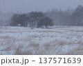 激しい降雪に見舞われた高原の冬枯れた草地 137571639