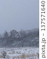 雪の降り頻る高原の雑木林 137571640