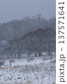 雪の降り頻る高原のミズナラ林と草原 137571641