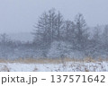 雪の降り頻る高原のカラマツ林 137571642