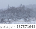 雪の降り頻る高原の雑木林 137571643
