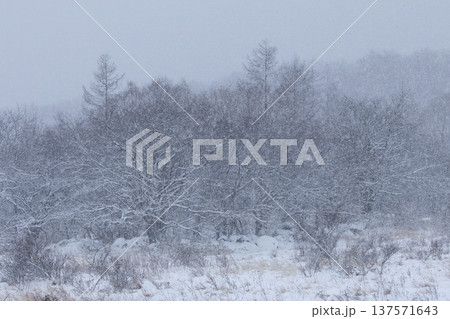雪の降り頻る高原の雑木林 雪の降り頻る高原の雑木林 137571643