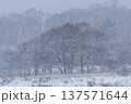 雪の降り頻る高原のミズナラ林 137571644