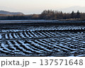残雪が轍跡に残る夕暮れの高原野菜畑 137571648