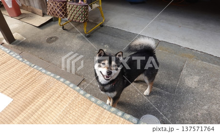 かわいい犬 かわいい犬 137571764