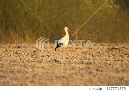 A white stork stands on one leg in a plowed field. A white stork stands on one leg in a plowed field. 137571876