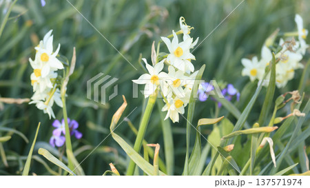 水仙ロードで有名な野比海岸の春 137571974