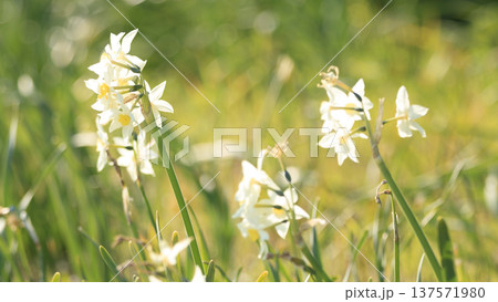 水仙ロードで有名な野比海岸の春 水仙ロードで有名な野比海岸の春 137571980