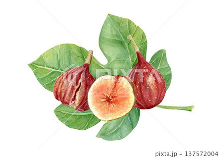 Fresh fig fruit composition with whole ripe figs and sliced fig with pulp, seeds on green fig leaf. Hand-painted watercolor food illustration isolated on white for packaging, menu, labels, recipes 137572004