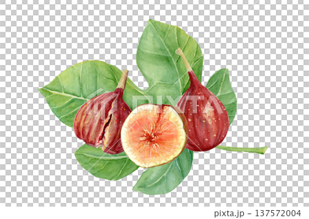 Fresh fig fruit composition with whole ripe figs and sliced fig with pulp, seeds on green fig leaf. Hand-painted watercolor food illustration isolated on white for packaging, menu, labels, recipes 137572004