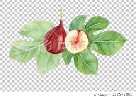Fresh fig fruit composition with whole ripe figs and sliced fig with pulp, seeds with green fig leaf. Hand-painted watercolor food illustration isolated on white for packaging, menu, labels, recipes 137572006