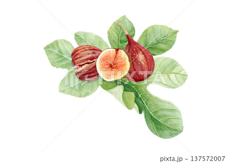Fresh fig fruit composition with whole ripe figs and sliced fig with pulp and seeds with green fig leaves. Hand-painted watercolor illustration isolated on white for packaging, menu, labels, recipes Fresh fig fruit composition with whole ripe figs and sliced fig with pulp and seeds with green fig leaves. Hand-painted watercolor illustration isolated on white for packaging, menu, labels, recipes 137572007
