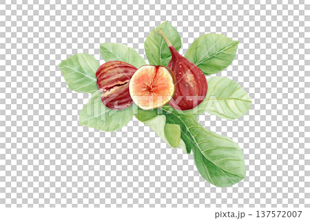 Fresh fig fruit composition with whole ripe figs and sliced fig with pulp and seeds with green fig leaves. Hand-painted watercolor illustration isolated on white for packaging, menu, labels, recipes Fresh fig fruit composition with whole ripe figs and sliced fig with pulp and seeds with green fig leaves. Hand-painted watercolor illustration isolated on white for packaging, menu, labels, recipes 137572007