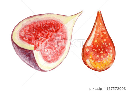 Sliced fig fruit with pulp, seeds and a drop of fig jam set. Hand-painted watercolor food ingredient illustration isolated on white background for packaging, dessert menus, recipes, jam labels 137572008