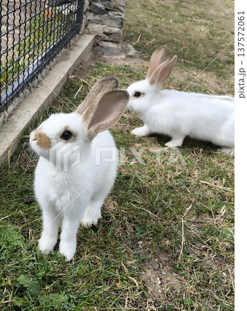 Cute white baby rabbits sitting on green grass outdoors Cute white baby rabbits sitting on green grass outdoors 137572061