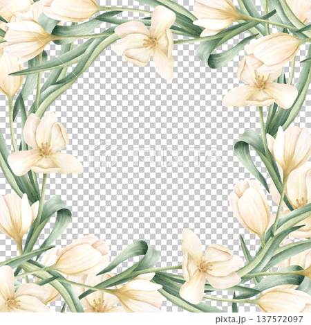 Watercolor white tulips square frame. Delicate flowers postcard with copy space for spring holidays, wedding invitation, template. Isolated from background botanical hand painted illustration 137572097