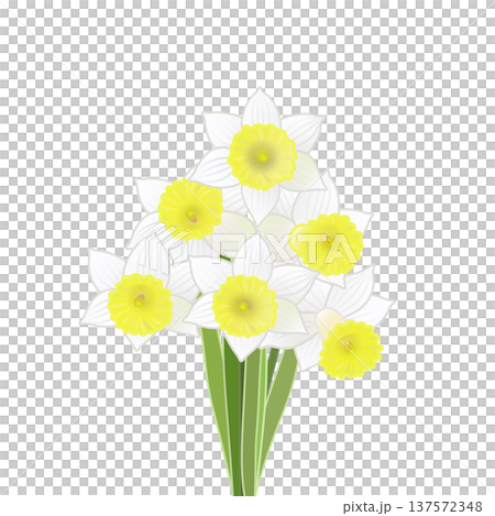 Illustration of a bouquet of daffodils Illustration of a bouquet of daffodils 137572348