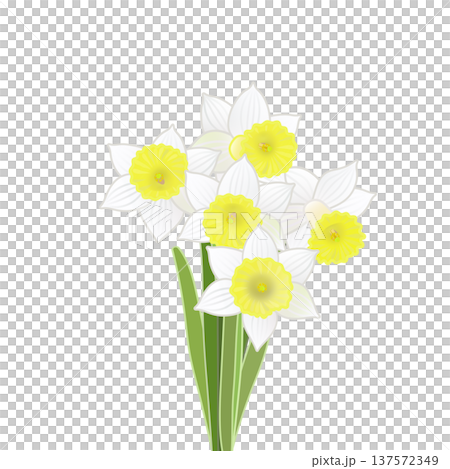 一束水仙花的插圖 一束水仙花的插圖 137572349