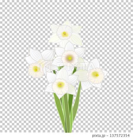 一束水仙花的插圖 一束水仙花的插圖 137572354