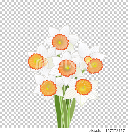 一束水仙花的插圖 一束水仙花的插圖 137572357
