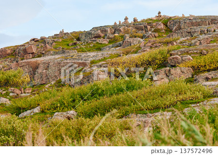 the coast of the Barents Sea at sunset, the rocky shore with colourful arctic carpet of moss, yagel, Tundra at autumn, Russia, Murmansk region 137572496