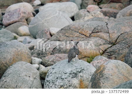barely noticeable partridges jump on the rocks in the coast of the Barents Sea at sunset, the rocky shore with colourful arctic carpet of moss, yagel, Tundra at autumn, Russia, Murmansk region 137572499