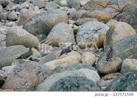 barely noticeable partridges jump on the rocks in the coast of the Barents Sea at sunset, the rocky shore with colourful arctic carpet of moss, yagel, Tundra at autumn, Russia, Murmansk region 137572500