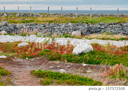 the coast of the Barents Sea at sunset, the rocky shore with colourful arctic carpet of moss, yagel, Tundra at autumn, Russia, Murmansk region 137572508