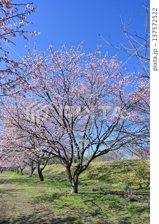 北浅羽桜堤公園 137572522