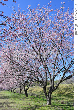 北浅羽桜堤公園 北浅羽桜堤公園 137572523