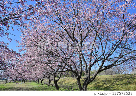 北浅羽桜堤公園 137572525