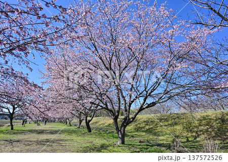 北浅羽桜堤公園 137572526