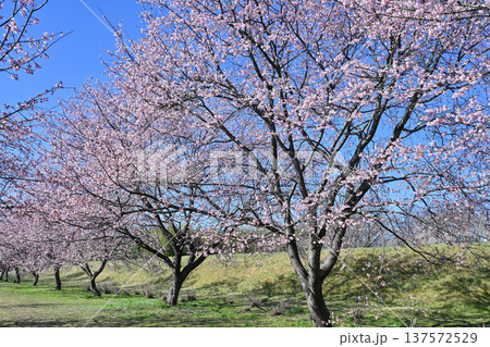 北浅羽桜堤公園 137572529