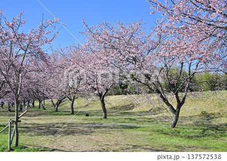 北浅羽桜堤公園 137572538