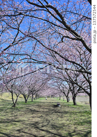 北浅羽桜堤公園 北浅羽桜堤公園 137572544