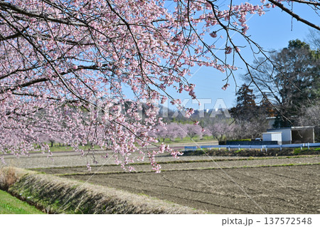 北浅羽桜堤公園 137572548