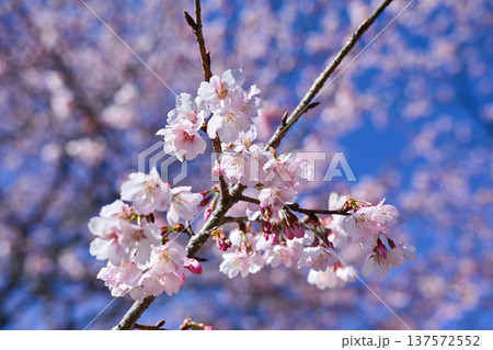 北浅羽桜堤公園 北浅羽桜堤公園 137572552