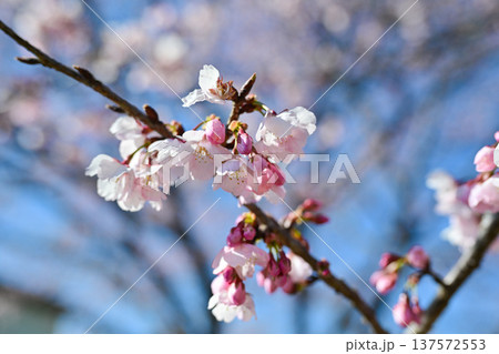 北浅羽桜堤公園 北浅羽桜堤公園 137572553